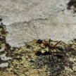 Amber's ant